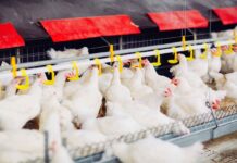 Tendenze del mercato avicolo a livello mondiale