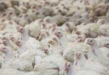 Influenza aviaria: dalla UE 14 milioni di euro alla Polonia per le perdite negli allevamenti