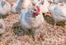 Hubbard lancia REDBRO, la riproduttrice a crescita più lenta dalle prestazioni ottimali