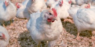 Avicoltura biologica, accordo UE per estendere al 2036 la deroga sui mangimi