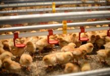 Effetti dello svezzamento sul comportamento e salute delle ovaiole in voliera