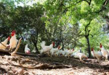 Viaggio nel cuore della Toscana, dove cresce la Valdarnese bianca