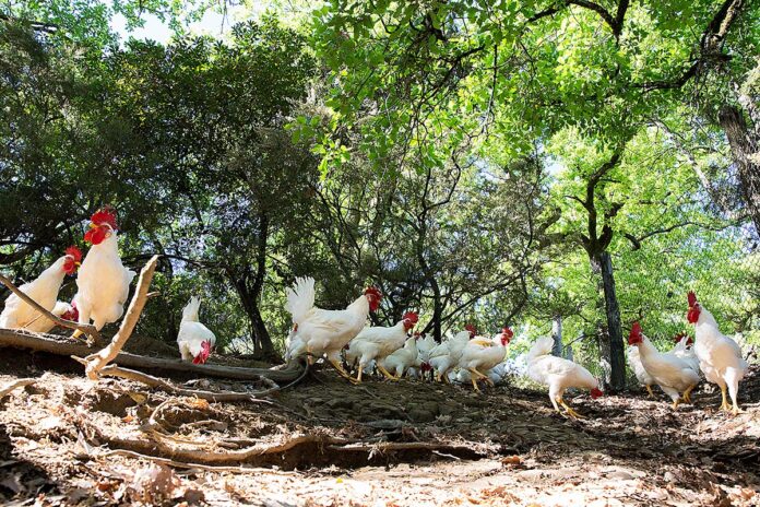 Laura Peri (79 di 193)