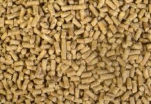 L’importanza dell’efficienza della macinazione dei mangimi nell’alimentazione avicola