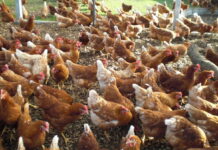 Il Grit – suggerimenti ALI LOHMANN per migliorare la salute intestinale delle ovaiole