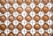 La gestione delle uova e dei pulcini da giovani riproduttrici