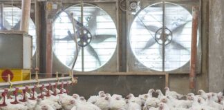 AviClimaSmart, sensori e machine learning per regolare la ventilazione negli allevamenti avicoli