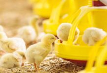 Tre modi per adeguare l’alimentazione degli avicoli ai cambiamenti climatici