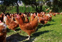 Immunità omologa ed eterologa: differenze nella protezione contro la Salmonella