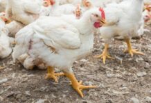 Come gestire i tenebrioni