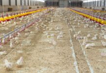 Nuove informazioni dalla più grande indagine mondiale sulle micotossine