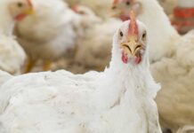 La salute intestinale nella produzione avicola: cosa, come e perché