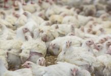 Impiego di biofilm positivi in allevamento per produzioni avicole più sicure