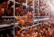 Migliorare le performance delle ovaiole