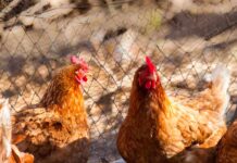 L’importanza del microbiota nei polli