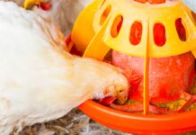 Concentrazioni plasmatiche di treonina in polli alimentati con diete a bassa proteina grezza