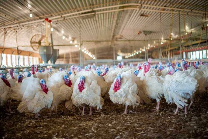 Row-of-male-Hybrid-Turkeys
