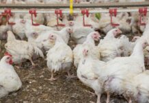 La muramidasi microbica nella dieta migliora la crescita, sia da sola che associata a promotori di crescita antibiotici (AGP)