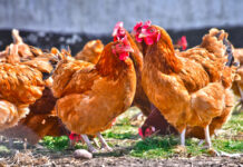 Optimum Vitamin Nutrition – OVN®