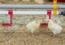 Disinfezione dell’acqua: una misura semplice ed efficace per migliorare la biosicurezza in allevamento