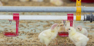 Disinfezione dell’acqua: una misura semplice ed efficace per migliorare la biosicurezza in allevamento