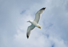 Influenza Aviaria: una sfida per il settore avicolo