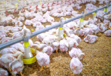 Unaitalia: “L’accordo UE-Mercosur mette a rischio la filiera avicola europea”