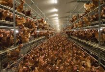 Bolegg Gallery, la voliera multilivello di Vencomatic che rispetta il naturale comportamento delle galline