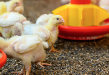 Influenza aviaria: nuovi focolai in Danimarca e Paesi Bassi, abbattimenti in due allevamenti commerciali