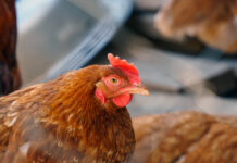 Valutazione degli effetti di Pediococcus acidilactici CNCM I-4622 sulla salute dell’intestino e sulla produzione delle uova