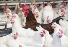 Gestione del peso corporeo dei riproduttori per garantire prestazioni sostenibili