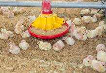 L’avicoltura alla ricerca della sostenibilità