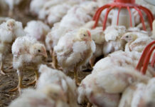 Confronto tra diete a base frumento e sorgo con due livelli di proteina grezza ed effetti sulle performance del pollo