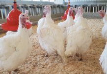 Guida all’illuminazione per l’allevamento di tacchini