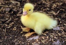 Modello specifico in vivo sugli anatroccoli per valutare la capacità captante sulle AFB1