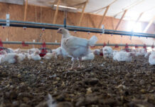 Ottimizzare la gestione della lettiera per il benessere dei polli