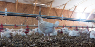 Ottimizzare la gestione della lettiera per il benessere dei polli