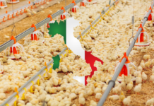 Nel 2022 è scesa la produzione di carne di pollo in Italia: cosa aspettarci per il futuro?