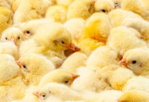 Una soluzione sostenibile per produrre pulcini di un giorno