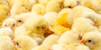Una soluzione sostenibile per produrre pulcini di un giorno