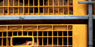 La corretta gestione dell’appendimento per mantenere rese e qualità