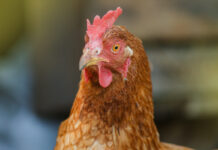 Problemi legati alle infestazioni parassitarie in avicoltura