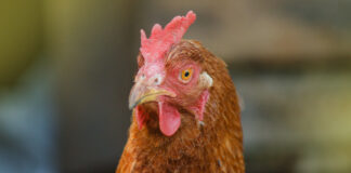 Problemi legati alle infestazioni parassitarie in avicoltura