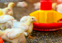 Allargamento del gruppo BRICS: cosa significa per l’industria avicola?