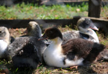 Indicatori di benessere animale nell’allevamento delle anatre