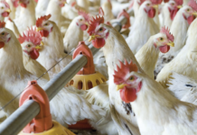 Aggiornamento sulla malattia di Marek: situazione attuale e prospettive future