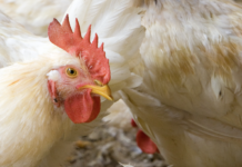 L’apporto di nucleotidi aiuta a prevenire enterite necrotica e coccidiosi