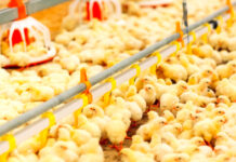 I rebus che affliggono l’industria avicola: come raggiungere la sostenibilità nel breve e nel lungo periodo?