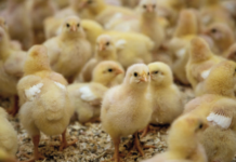 Gestione della lettiera del pollo