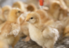 Idratazione dei pulcini: perché le prime ore sono decisive